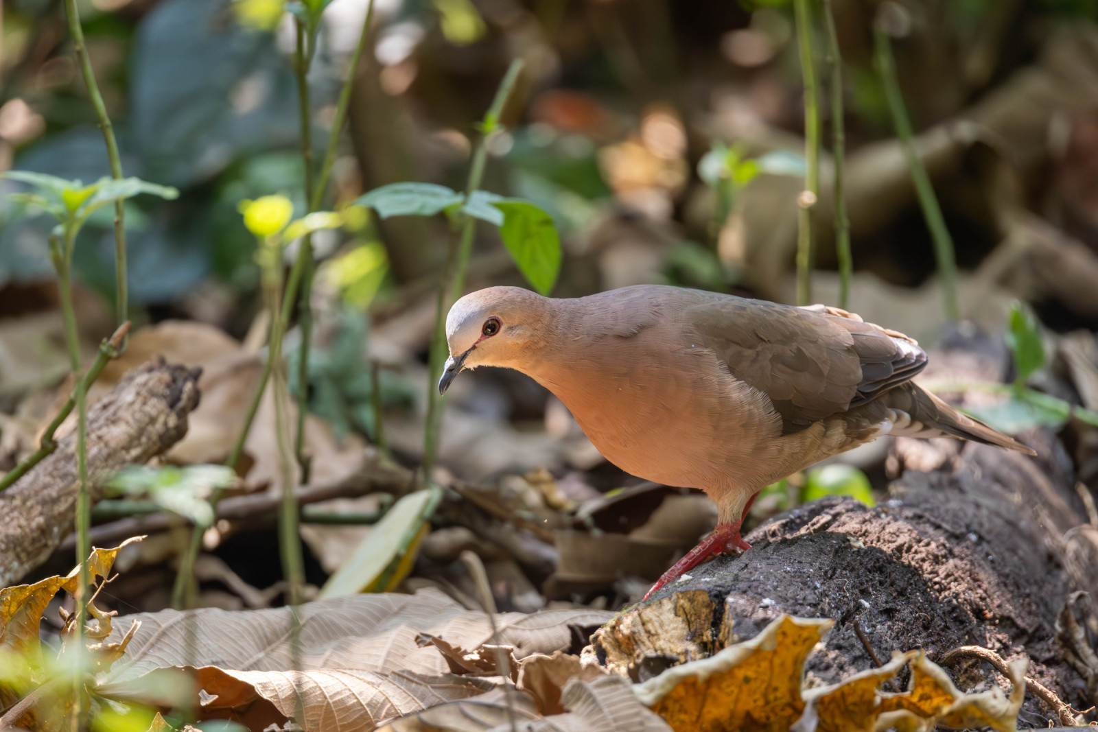 image Grey-fronted Dove